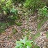 Plants: image 25 Of 208 Thumb